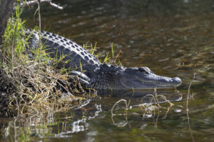 Downward-Facing Alligator