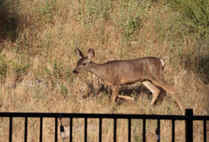 A beautiful visitor A beautiful visitor